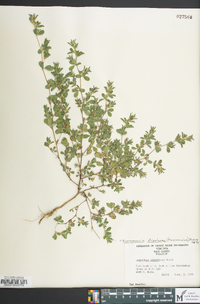 Kummerowia stipulacea image