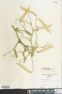 Lathyrus latifolius image