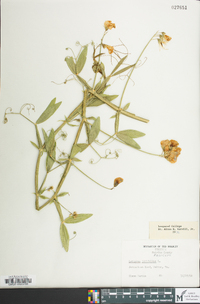 Lathyrus latifolius image