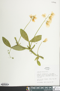 Lathyrus latifolius image