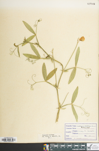 Lathyrus latifolius image