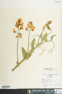 Lathyrus latifolius image