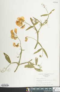 Lathyrus latifolius image