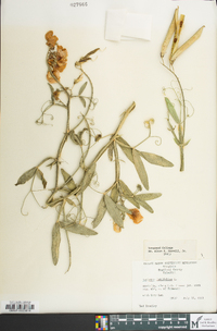 Lathyrus latifolius image