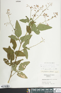 Desmodium perplexum image