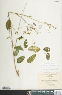 Desmodium perplexum image