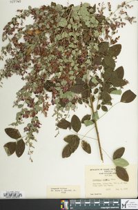 Lespedeza bicolor image