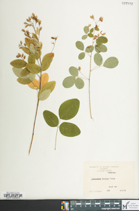 Lespedeza bicolor image