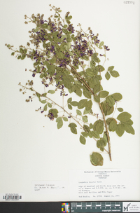 Lespedeza bicolor image