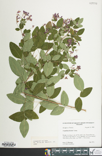 Lespedeza bicolor image