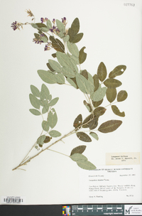 Lespedeza bicolor image