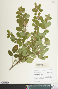 Lespedeza bicolor image