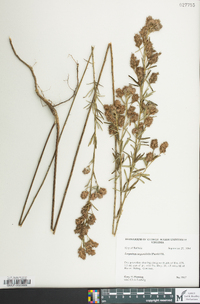 Lespedeza angustifolia image