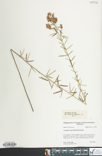 Lespedeza angustifolia image