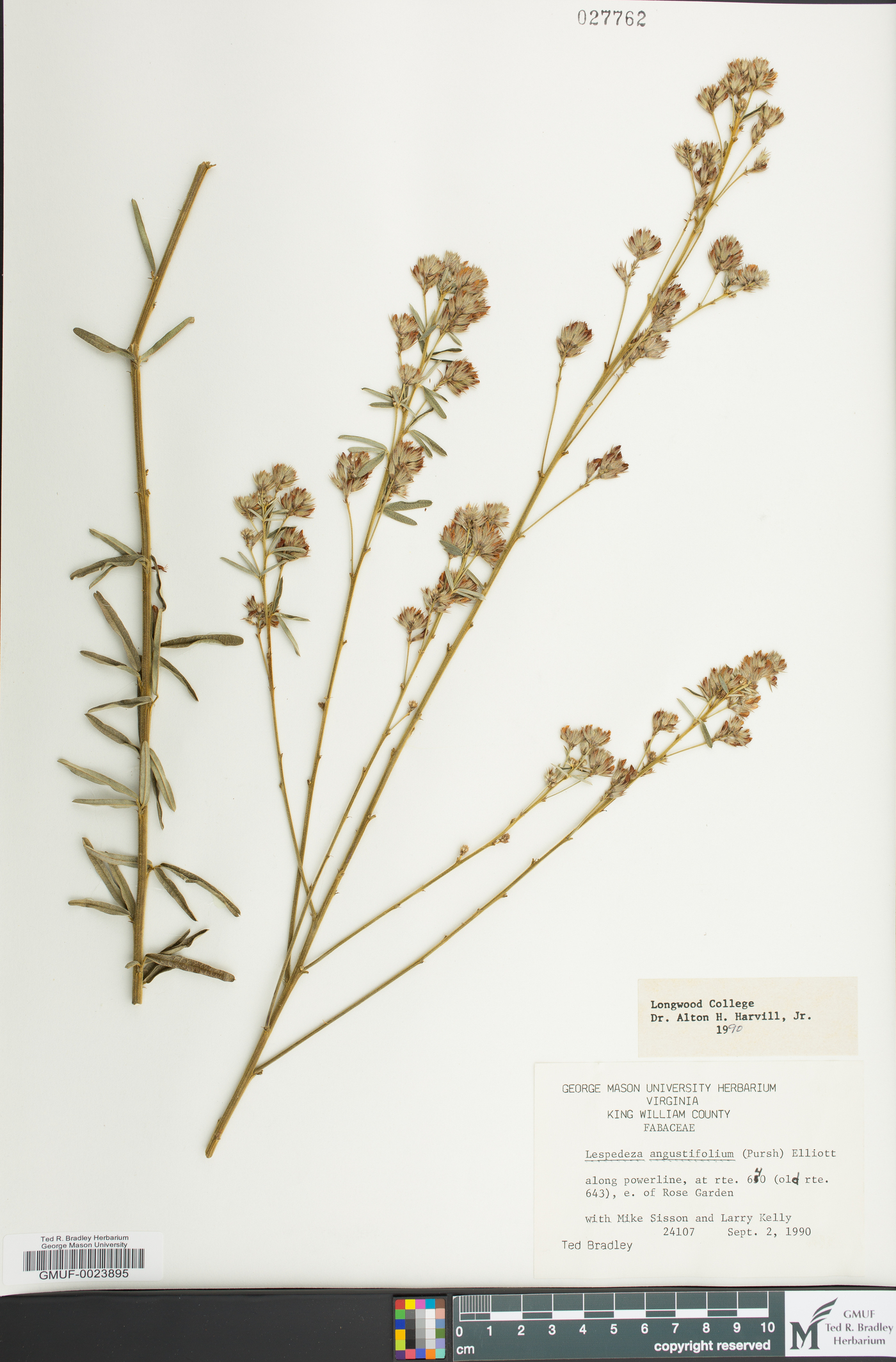 Lespedeza angustifolia image