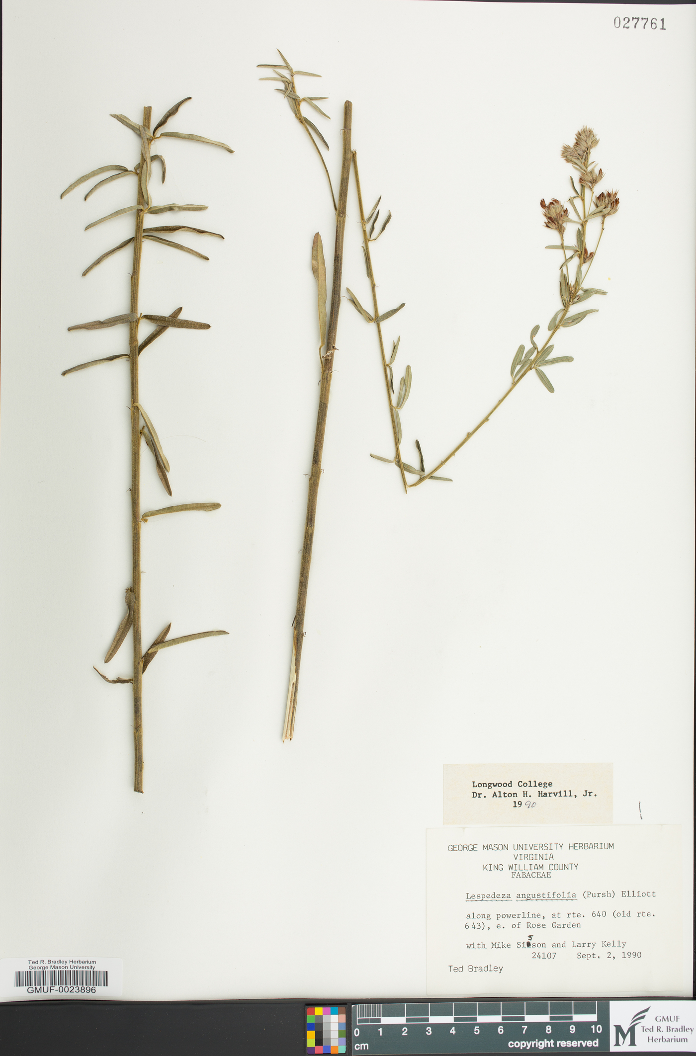 Lespedeza angustifolia image