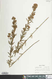 Lespedeza angustifolia image