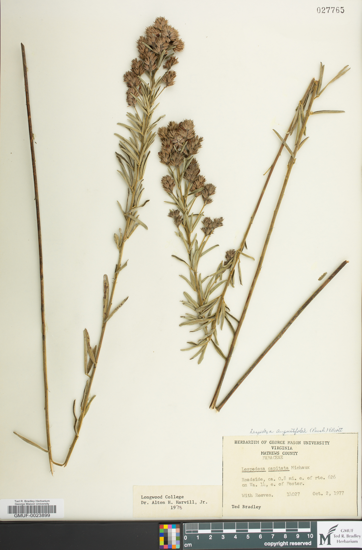 Lespedeza angustifolia image