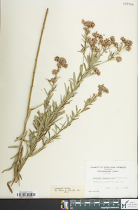 Lespedeza angustifolia image