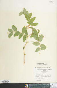 Lathyrus venosus image