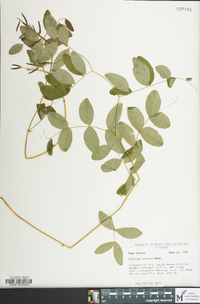 Lathyrus venosus image