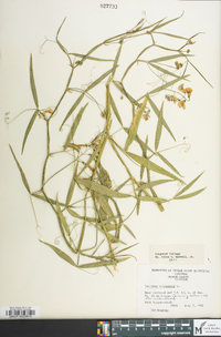 Lathyrus sylvestris image