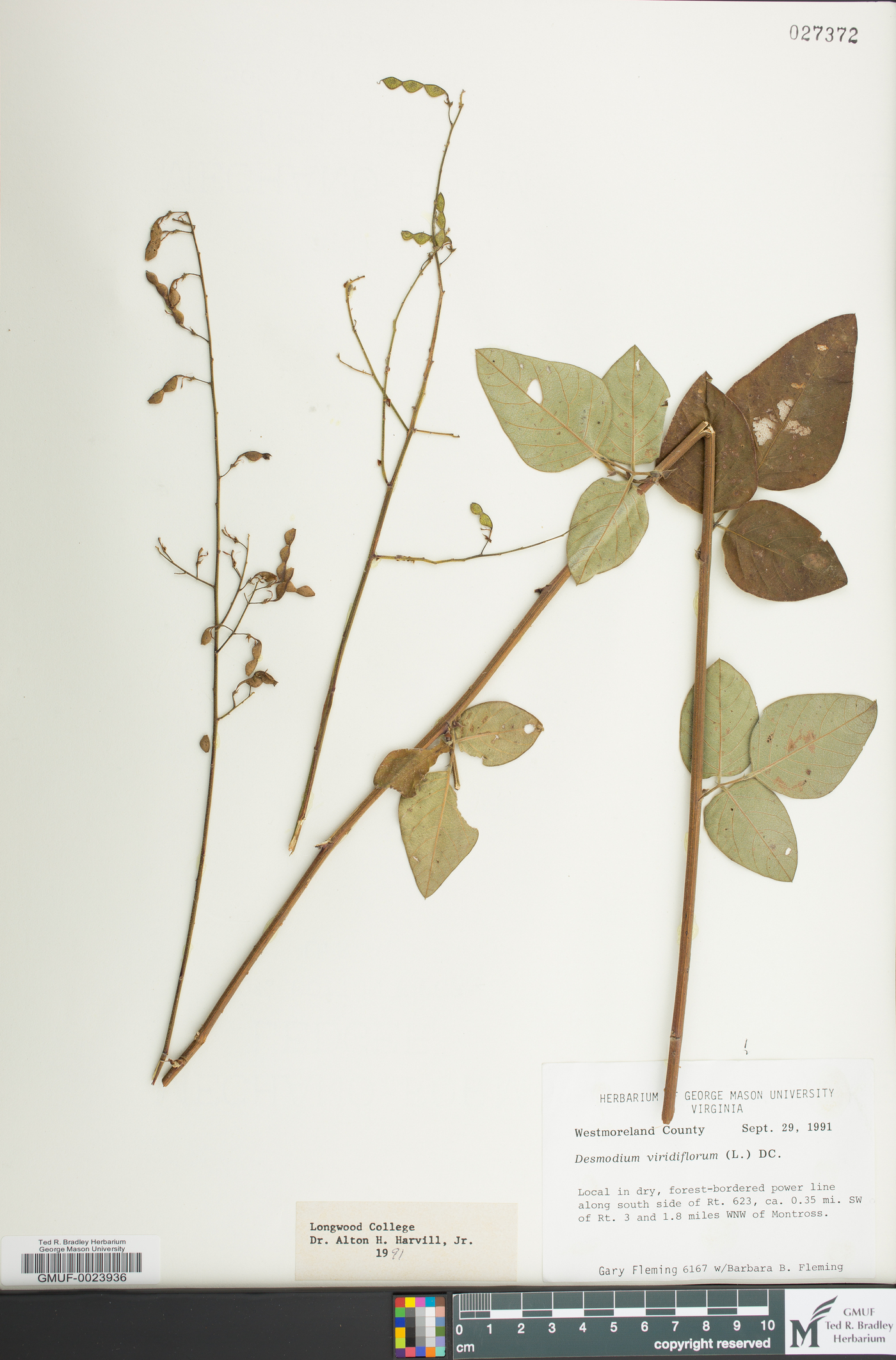 Desmodium viridiflorum image