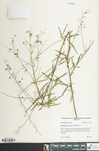 Desmodium strictum image