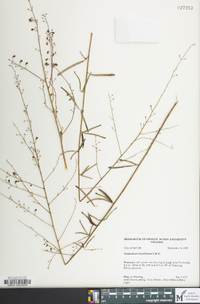 Desmodium tenuifolium image