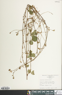 Desmodium rotundifolium image