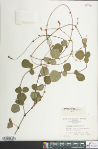 Desmodium rotundifolium image