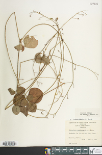 Desmodium rotundifolium image