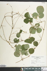 Desmodium rotundifolium image