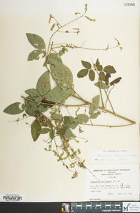 Desmodium perplexum image