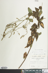 Desmodium perplexum image