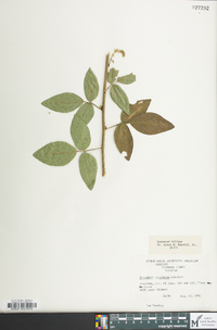 Desmodium perplexum image