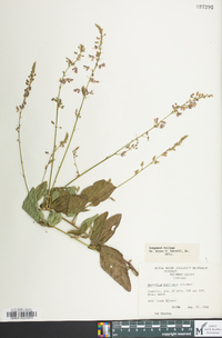 Desmodium perplexum image