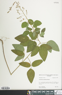 Desmodium perplexum image