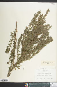 Lespedeza cuneata image