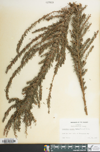 Lespedeza cuneata image