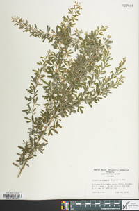 Lespedeza cuneata image