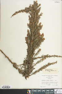 Lespedeza cuneata image