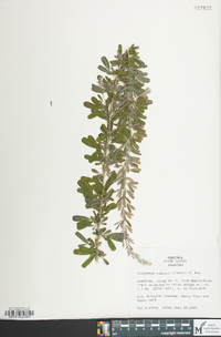 Lespedeza cuneata image