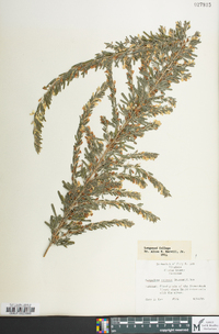 Lespedeza cuneata image