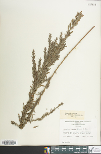 Lespedeza cuneata image