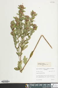 Lespedeza capitata image