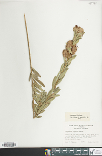 Lespedeza capitata image