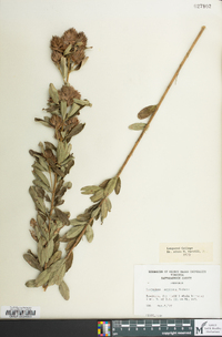 Lespedeza capitata image