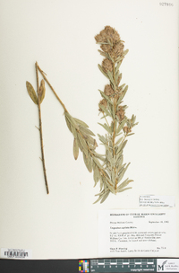 Lespedeza capitata image