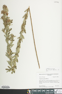 Lespedeza capitata image